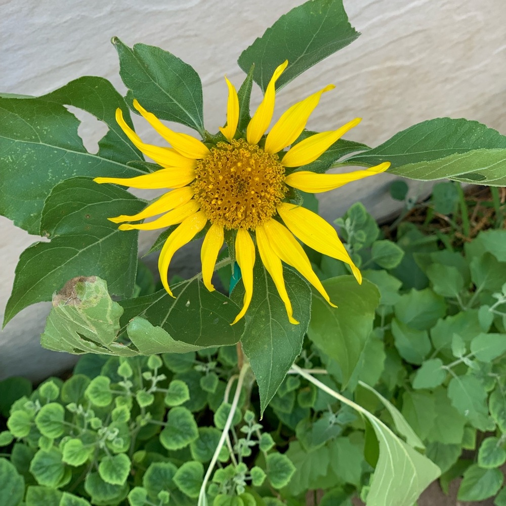 Sunshiny Thoughts RESILIENCE
